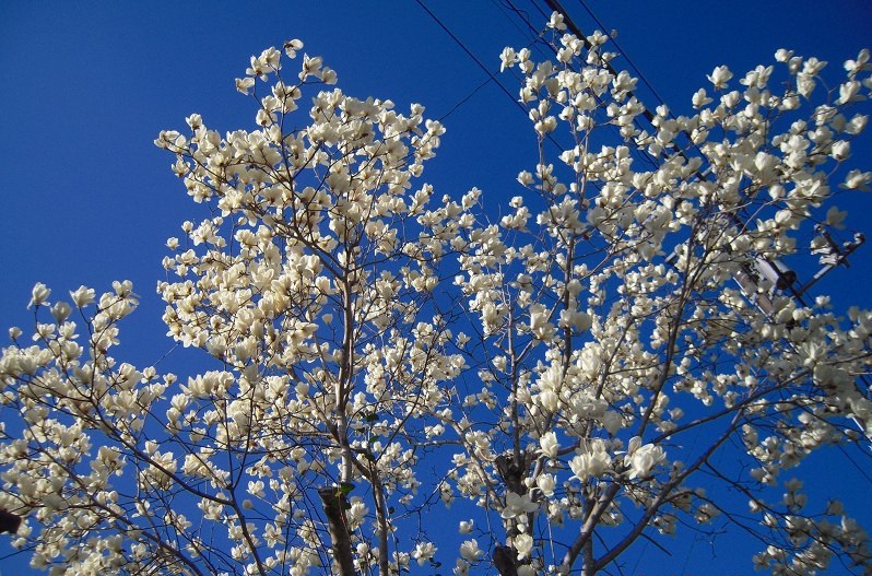f:id:boianuf:20131109171346j:image