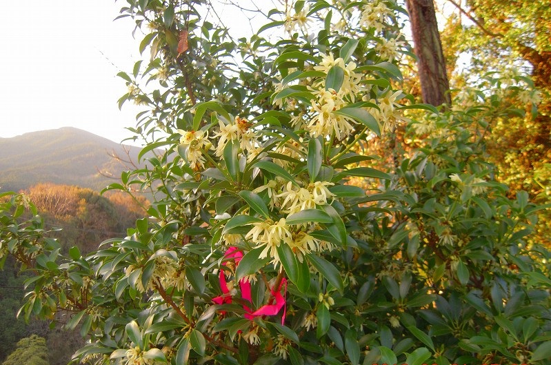 f:id:boianuf:20131120132745j:image