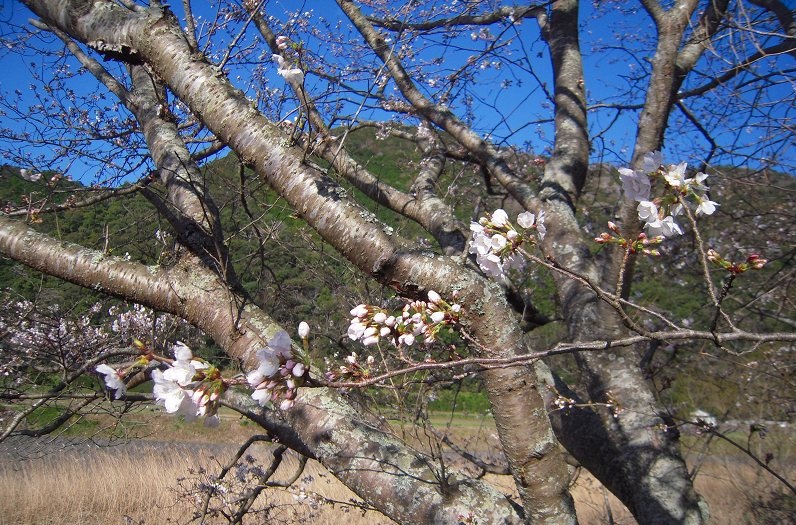 f:id:boianuf:20131120133142j:image