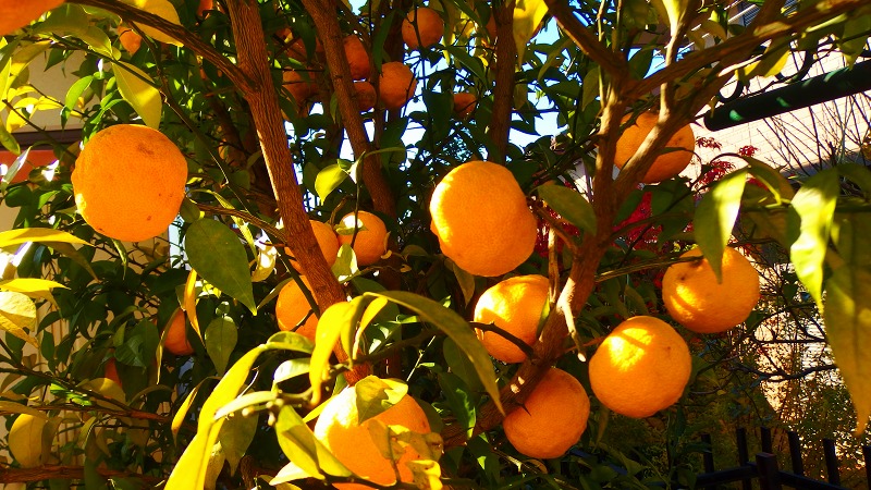 f:id:boianuf:20131130125135j:image