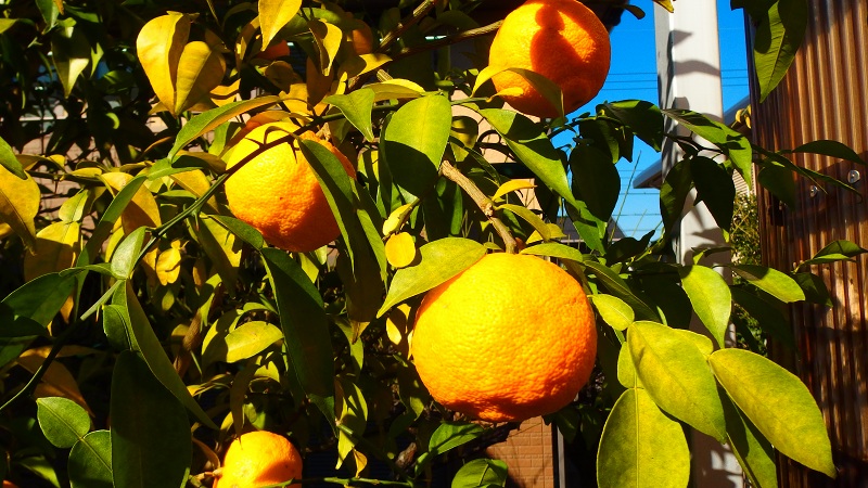 f:id:boianuf:20131130125136j:image