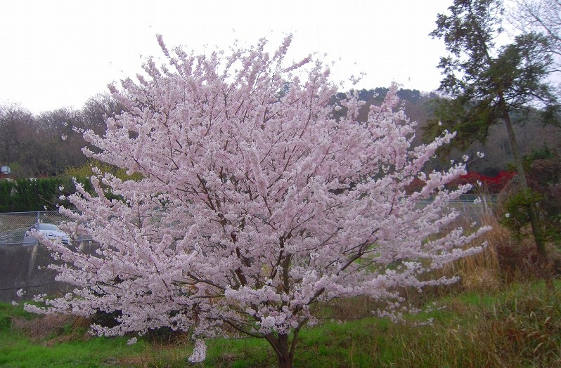 f:id:boianuf:20131211141744j:image