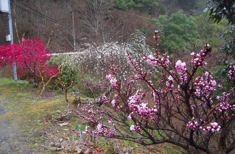 f:id:boianuf:20131220091651j:image