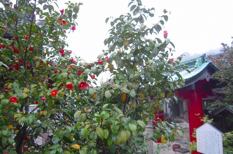 f:id:boianuf:20131220092613j:image