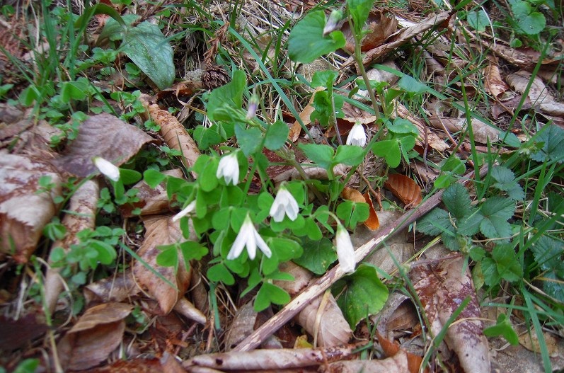 f:id:boianuf:20140111171302j:image