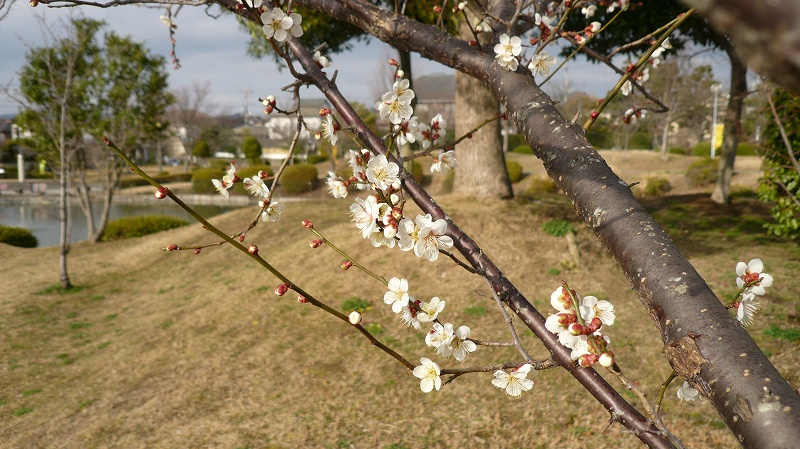 f:id:boianuf:20140302171330j:image