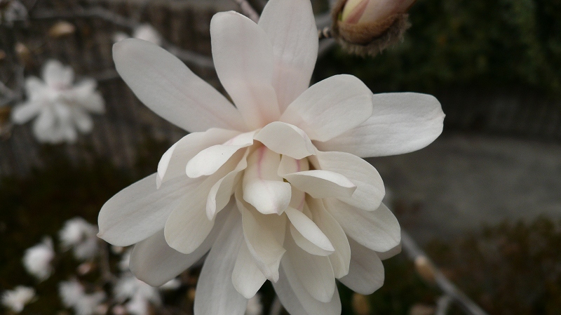 f:id:boianuf:20140326083852j:image