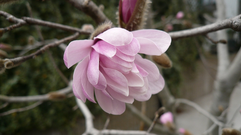 f:id:boianuf:20140326083853j:image