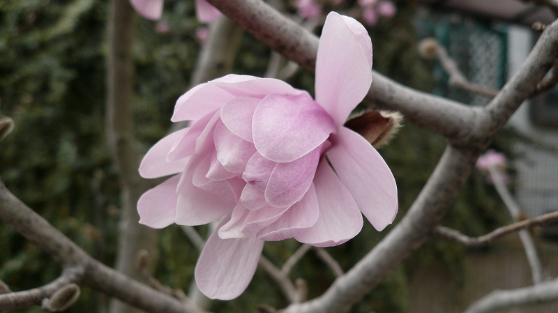 f:id:boianuf:20140326083854j:image