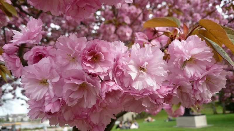 f:id:boianuf:20140427155353j:image