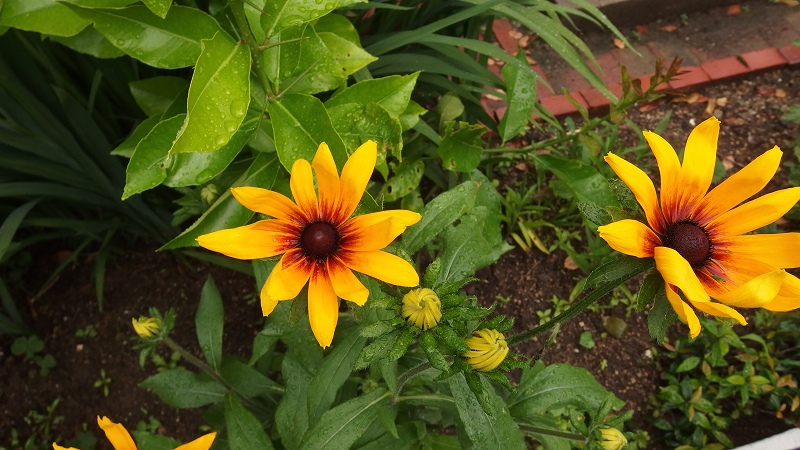 f:id:boianuf:20140627084646j:image