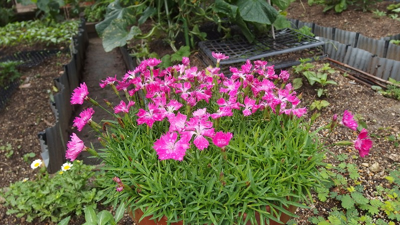 f:id:boianuf:20140627084649j:image