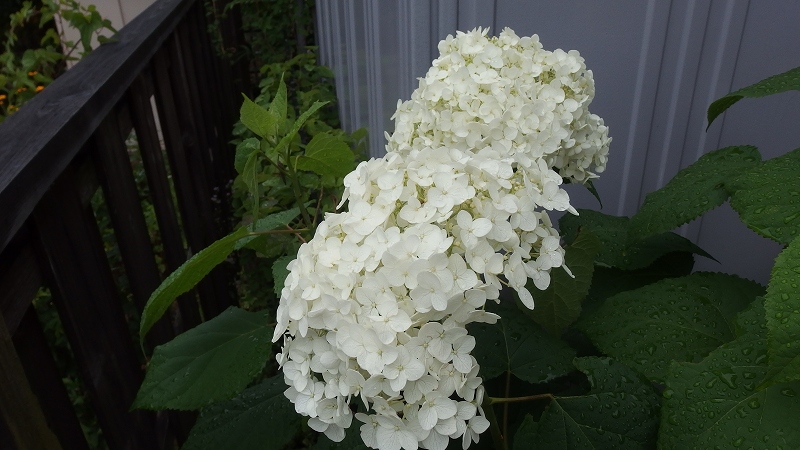 f:id:boianuf:20140627084730j:image