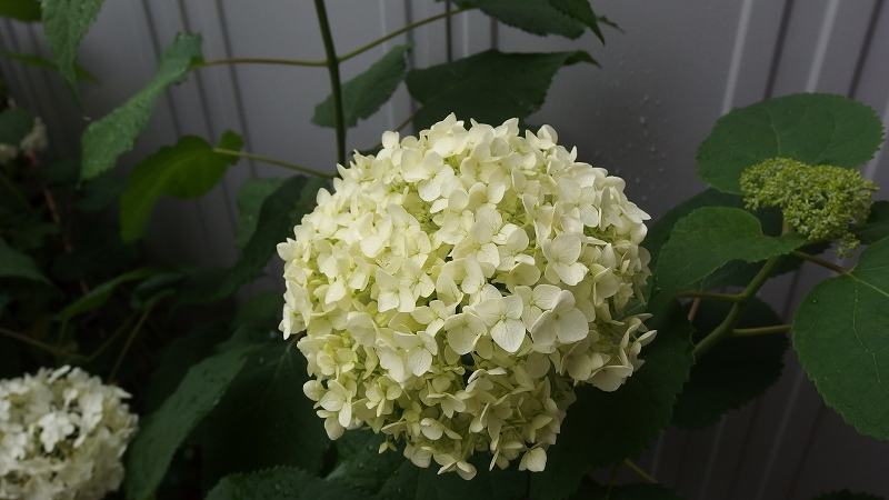 f:id:boianuf:20140627084731j:image