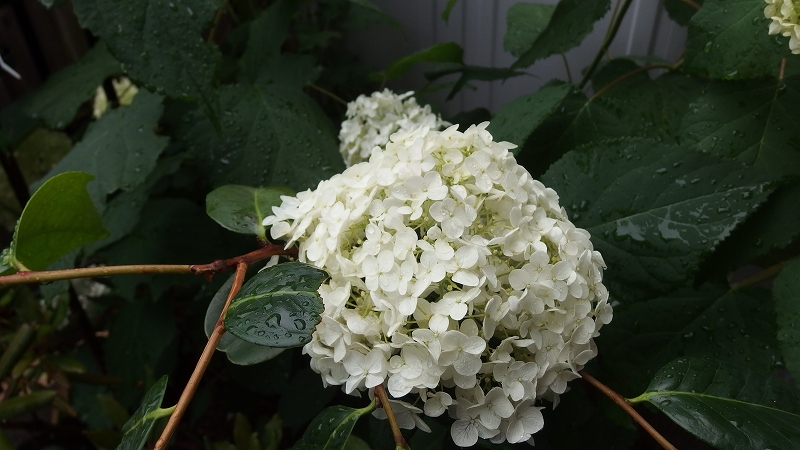 f:id:boianuf:20140627084732j:image