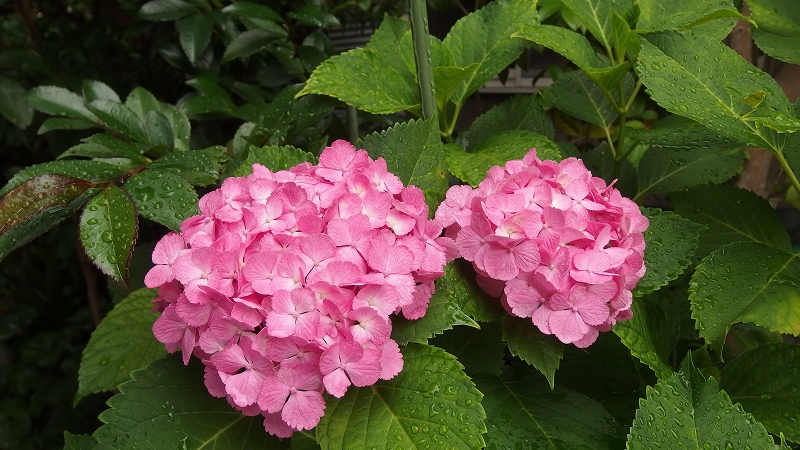 f:id:boianuf:20140627084733j:image