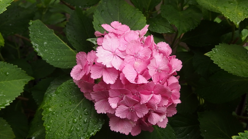 f:id:boianuf:20140627084824j:image