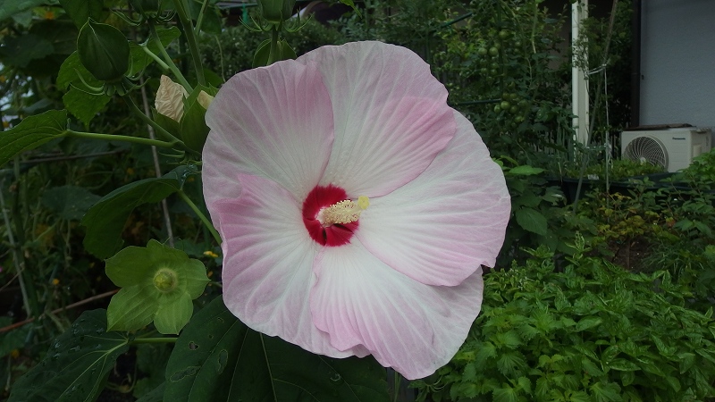 f:id:boianuf:20140715082309j:image