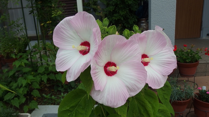 f:id:boianuf:20140715082310j:image