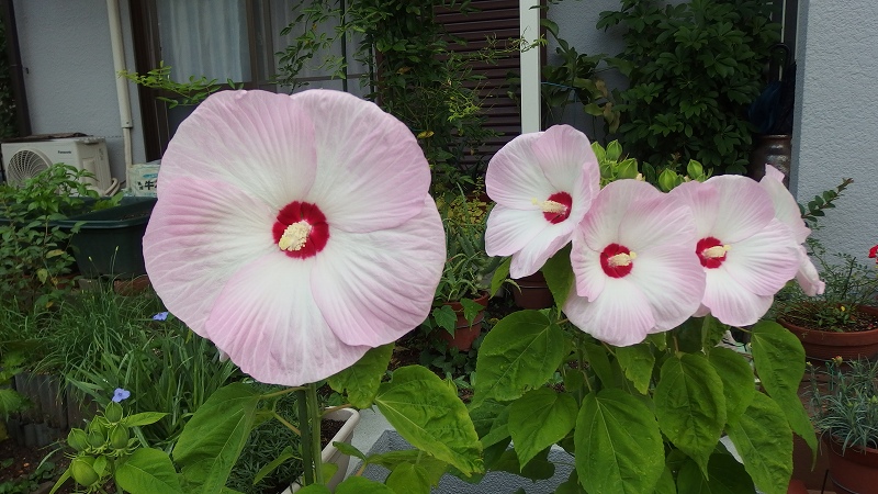 f:id:boianuf:20140715082311j:image