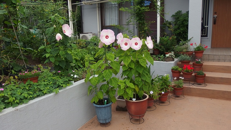 f:id:boianuf:20140715082312j:image