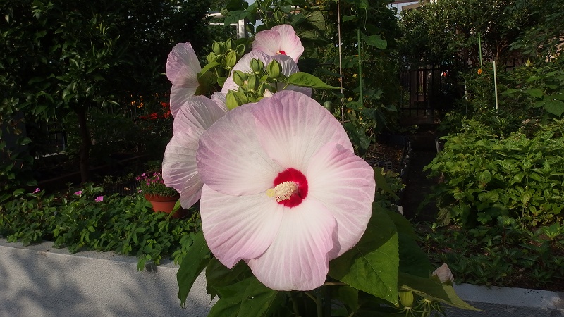 f:id:boianuf:20140715082514j:image