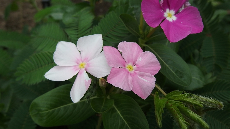 f:id:boianuf:20140806145631j:image