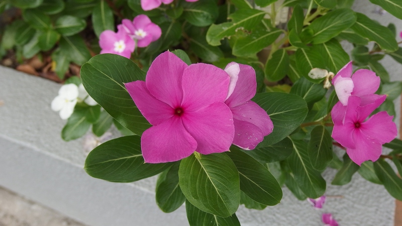f:id:boianuf:20140806145632j:image