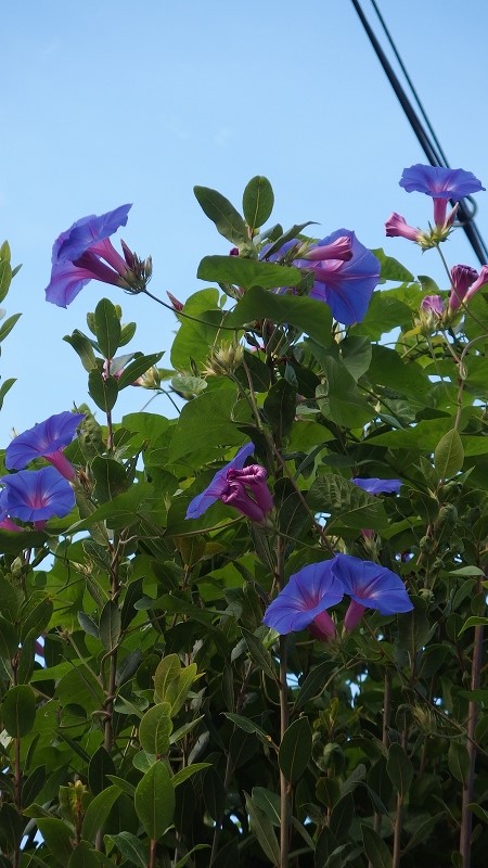 f:id:boianuf:20140917085206j:image f:id:boianuf:20140917085206j:image