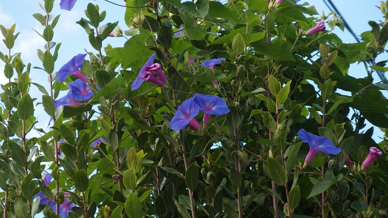 f:id:boianuf:20140917085452j:image f:id:boianuf:20140917085452j:image