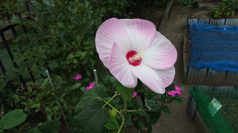 f:id:boianuf:20140926105659j:image