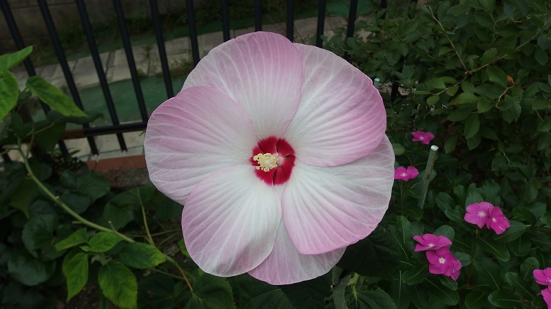f:id:boianuf:20140926105700j:image