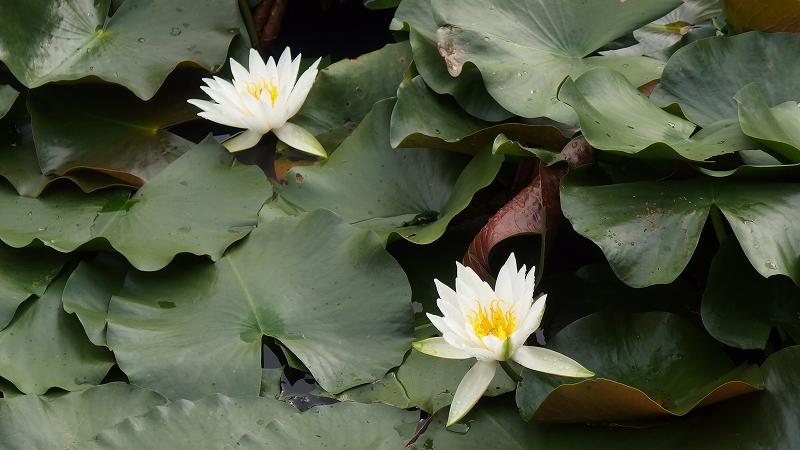 f:id:boianuf:20141011104756j:image