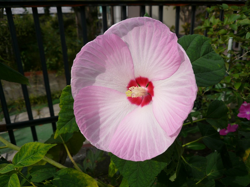 f:id:boianuf:20141013141114j:image