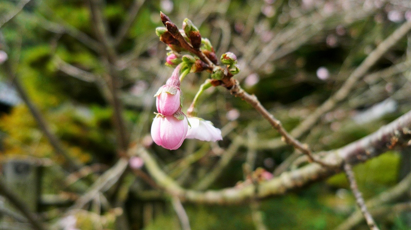 f:id:boianuf:20141215162523j:image f:id:boianuf:20141215162523j:image