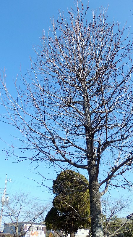 f:id:boianuf:20150124114210j:image