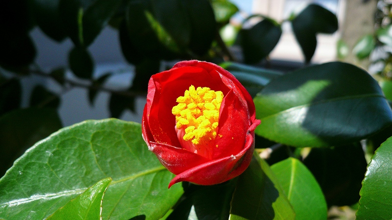 f:id:boianuf:20150317170820j:image