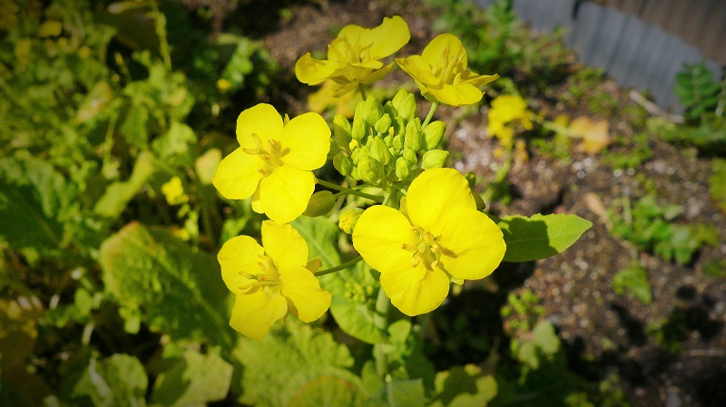 f:id:boianuf:20150317170824j:image
