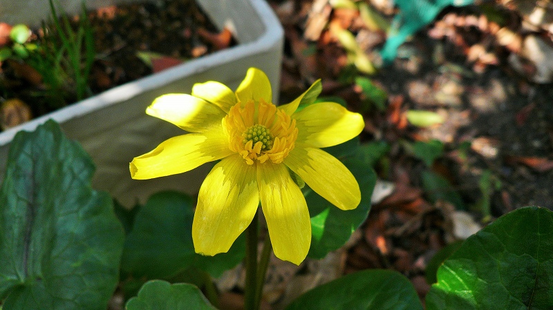f:id:boianuf:20150317170826j:image