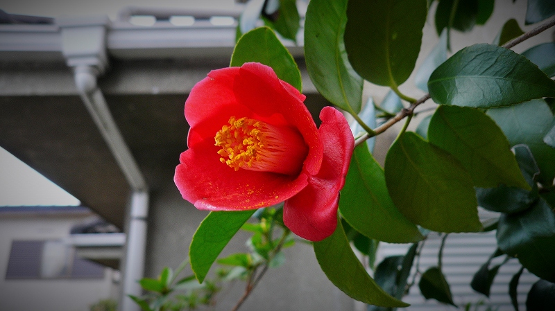f:id:boianuf:20150320090732j:image