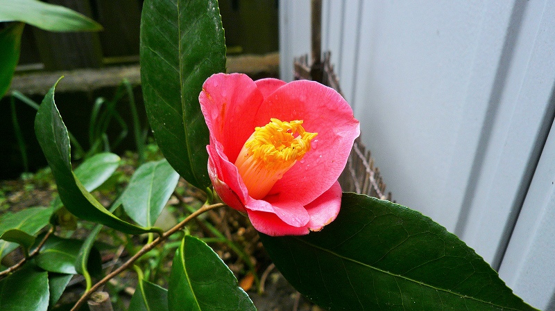 f:id:boianuf:20150320090736j:image