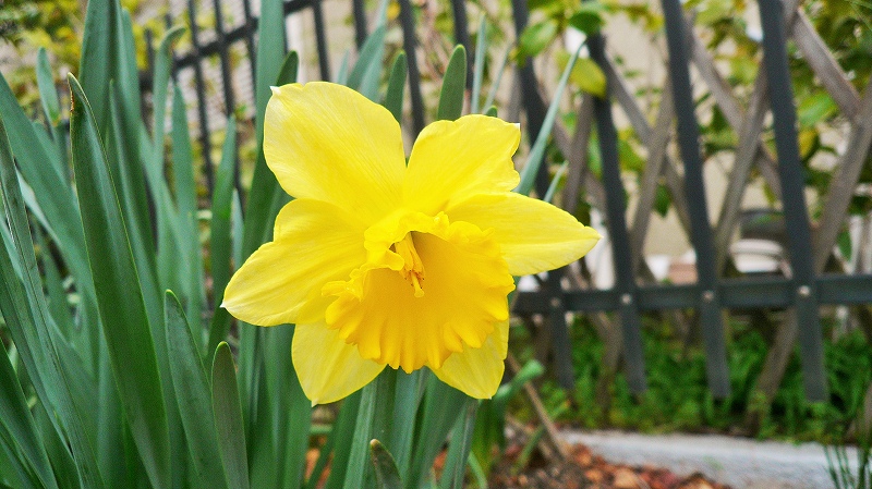 f:id:boianuf:20150320090738j:image