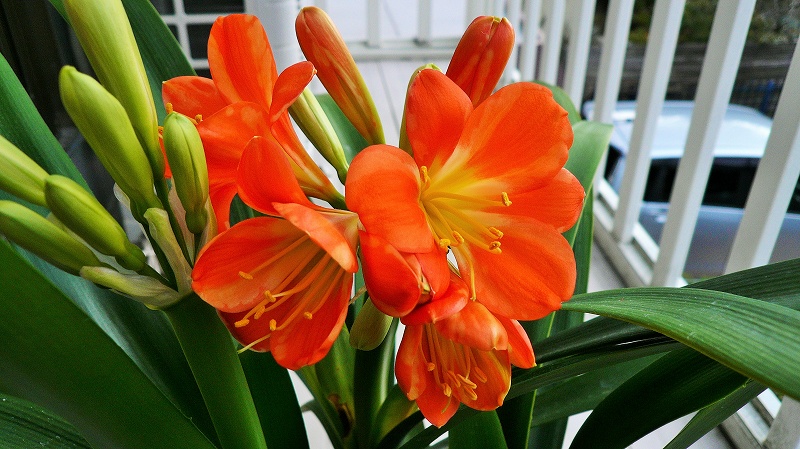 f:id:boianuf:20150320090739j:image