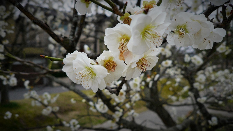 f:id:boianuf:20150323103716j:image