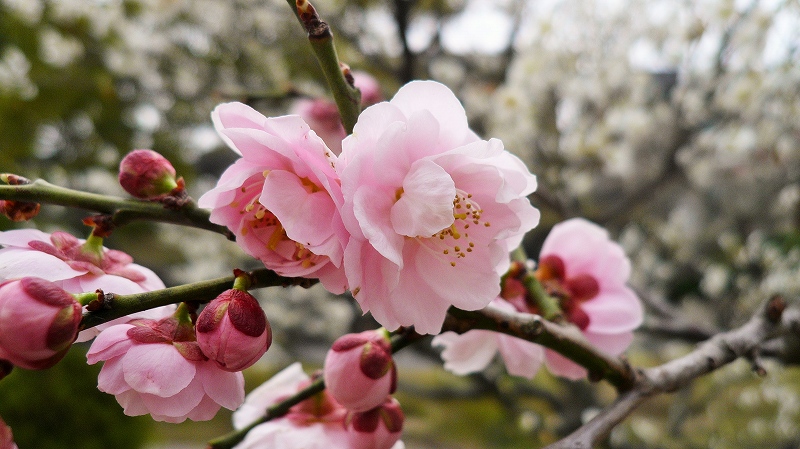 f:id:boianuf:20150323103717j:image