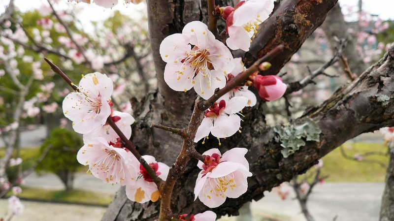 f:id:boianuf:20150323103718j:image