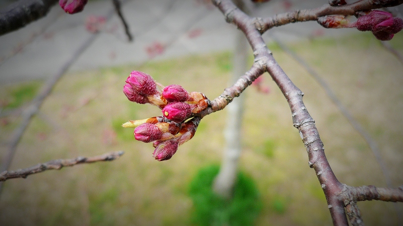 f:id:boianuf:20150323103719j:image