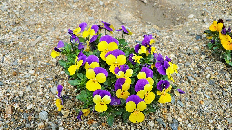 f:id:boianuf:20150324105957j:image