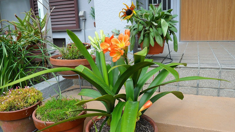 f:id:boianuf:20150324105958j:image