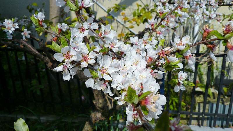 f:id:boianuf:20150331160457j:image